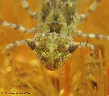 Celithemis fasciata, nymph